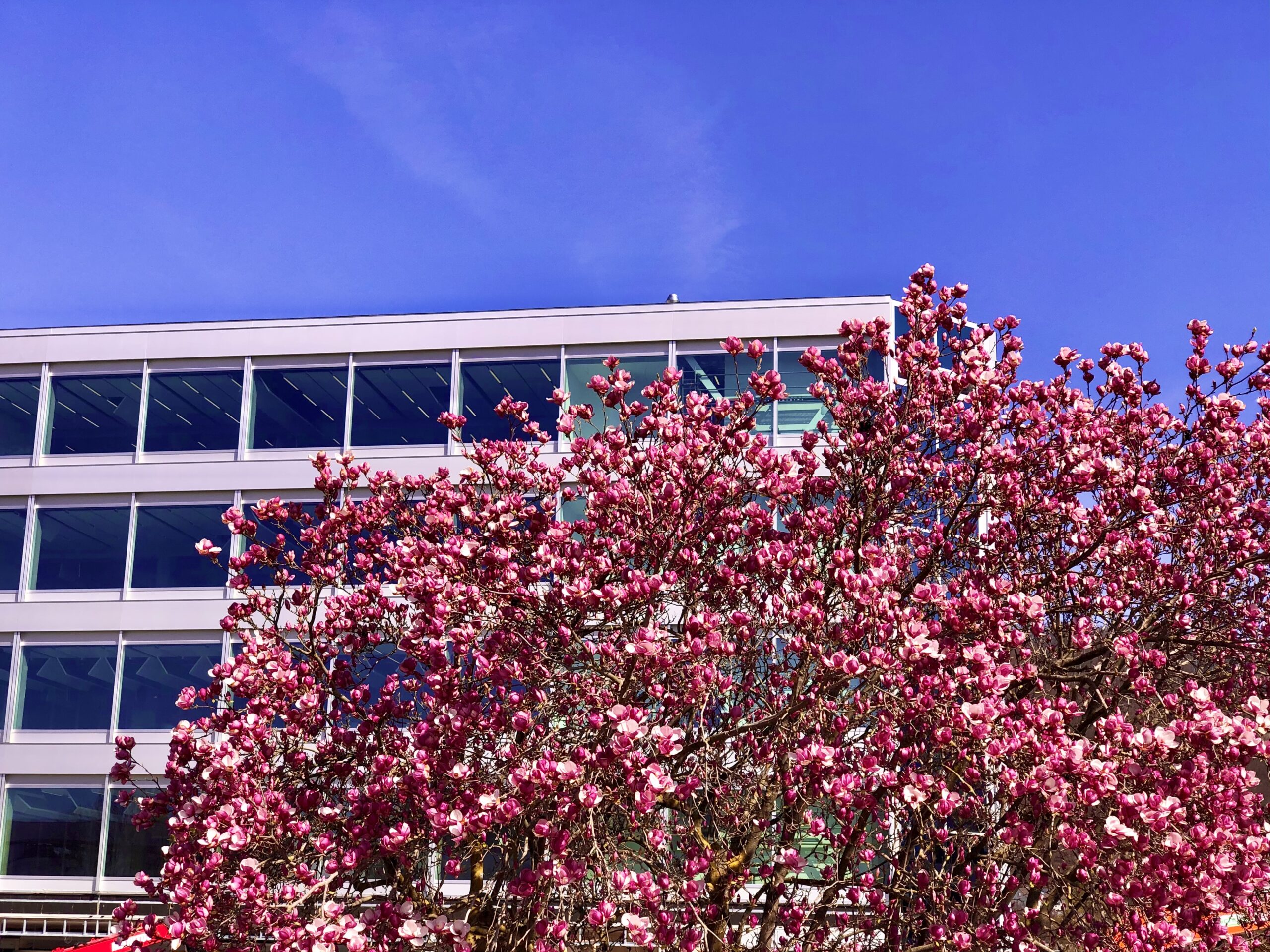 Südansicht im Frühjahr mit blühenden Magnolien